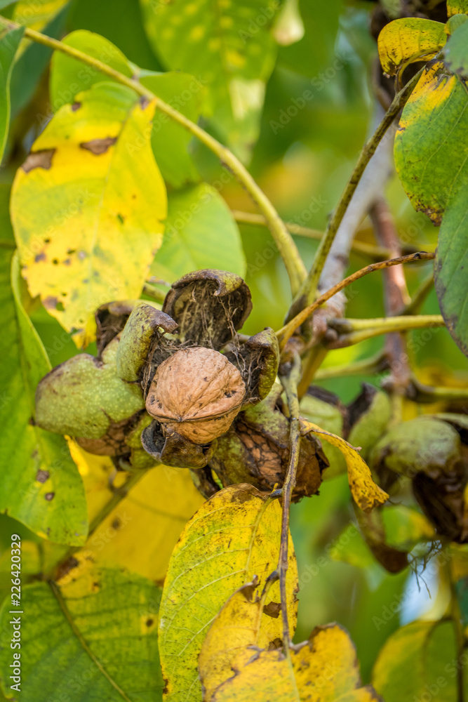 Reife Walnüsse am Baum Reife Walnüsse am Baum