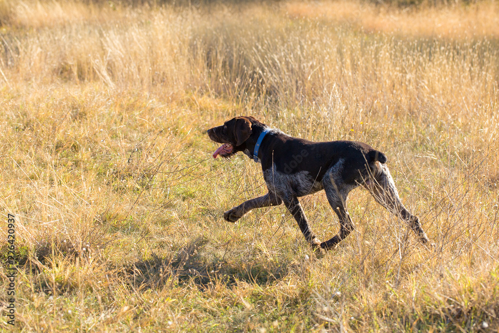 German hunting watchdog drathaar, beautiful dog portrait in summer