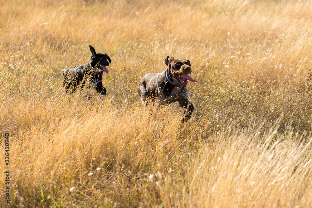 German hunting watchdog drathaar, beautiful dog portrait in summer German hunting watchdog drathaar, beautiful dog portrait in summer