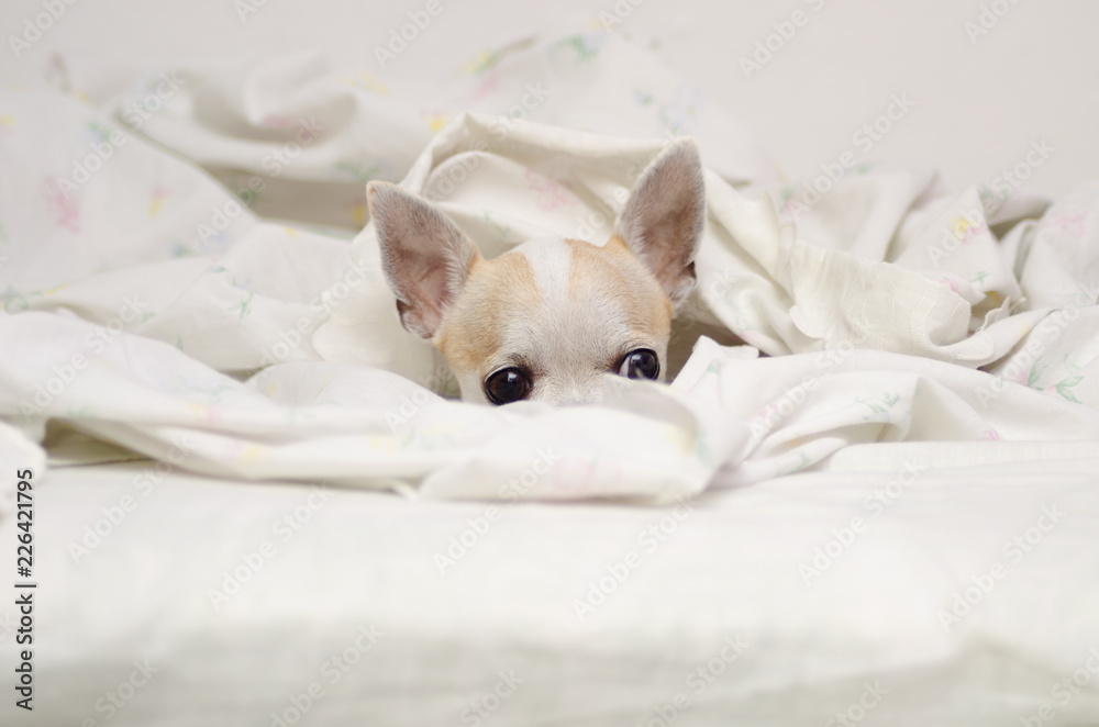 Perro chihuahua en la cama Perro chihuahua en la cama