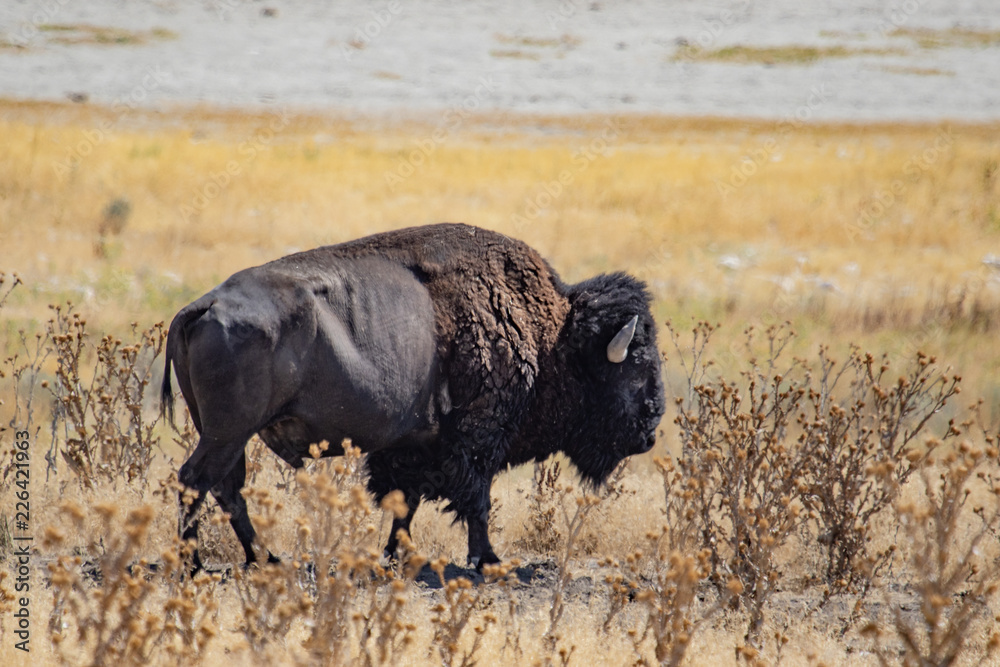 A portrait of an American bison on the prairie