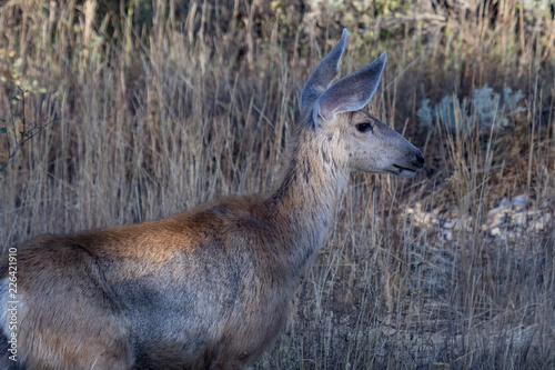 Fototapeta Naklejka Na Ścianę i Meble -  A young mule deer with alert ears
