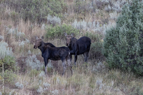 Mother and daughter moose on a mountainside