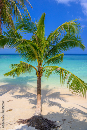 Fototapeta Naklejka Na Ścianę i Meble -  Coconut palms on tropical Haad Yao beach, Koh Phangan island, Su