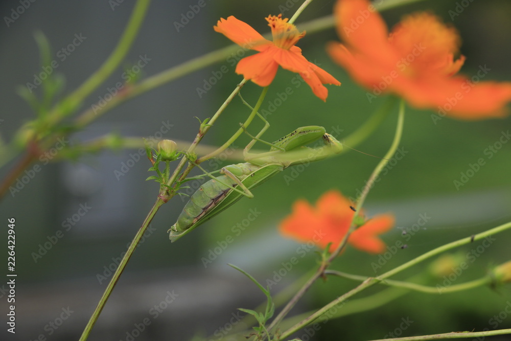 カマキリ カマキリ