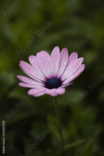 pink flower closeup © enginakyurt