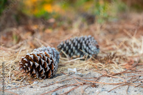 Pinecones on the ground with straw