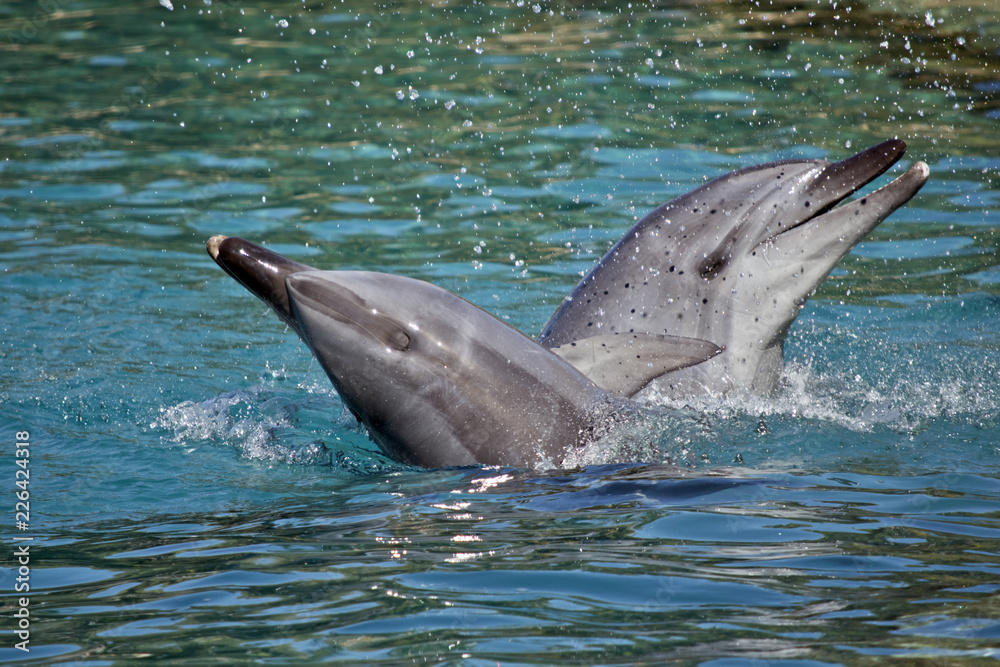 Fototapeta premium bottlenose dolphin