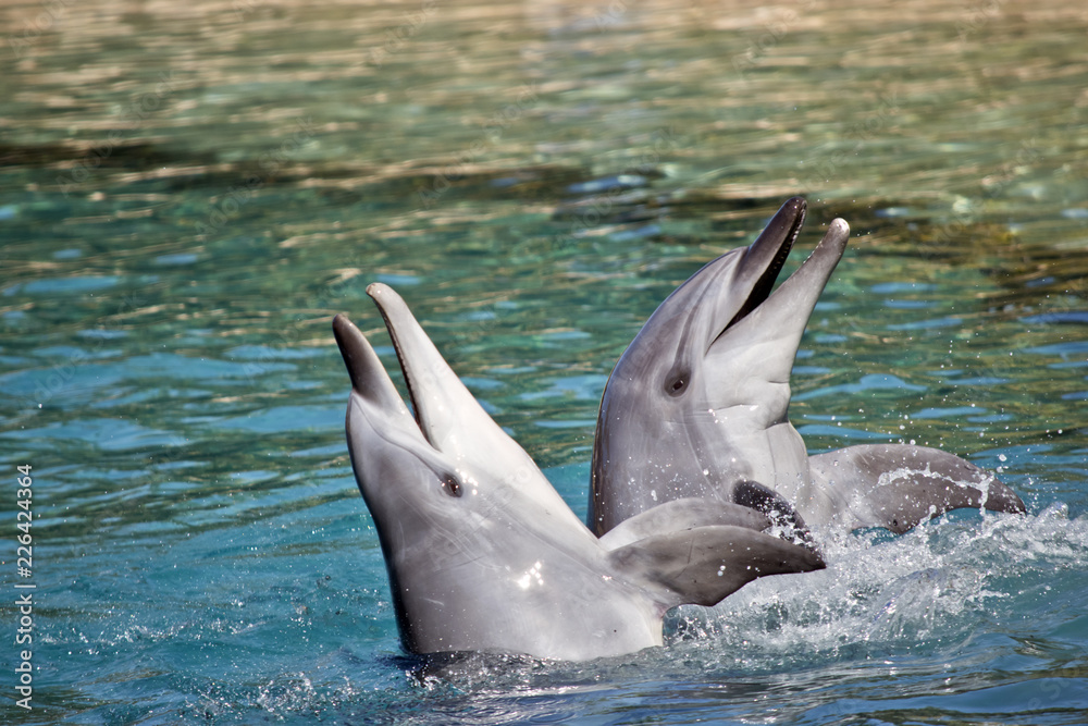 Obraz premium bottlenose dolphin