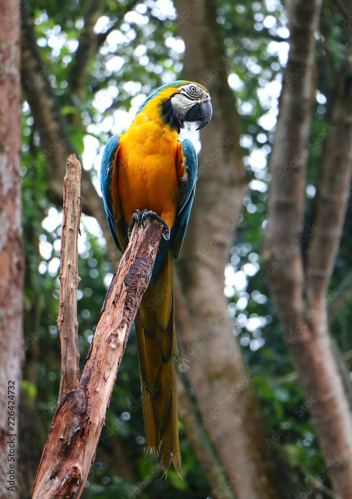 Blue and yellow macaw (Ara ararauna), also known as the blue and gold macaw.