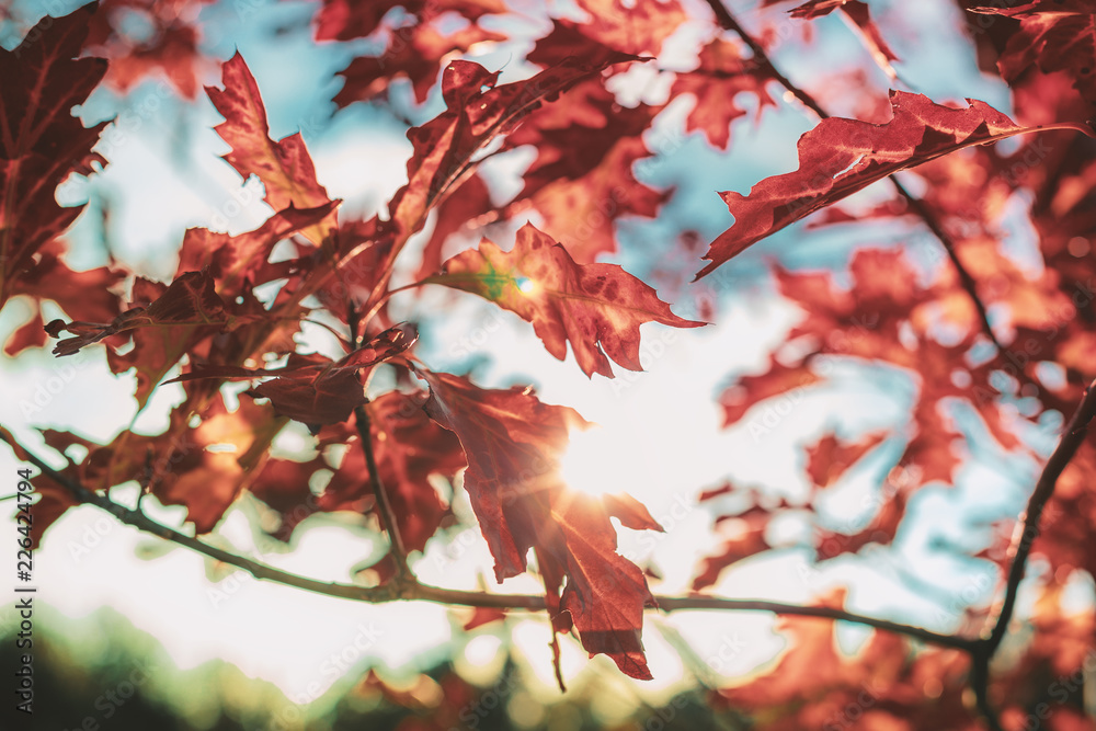 Indian Summer - Blätter einer Roteiche im Herbst Indian Summer - Blätter einer Roteiche im Herbst