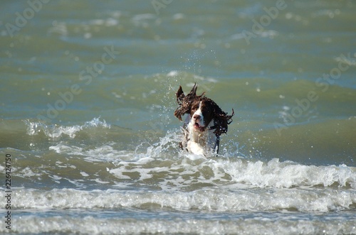 Dog splashing and playing