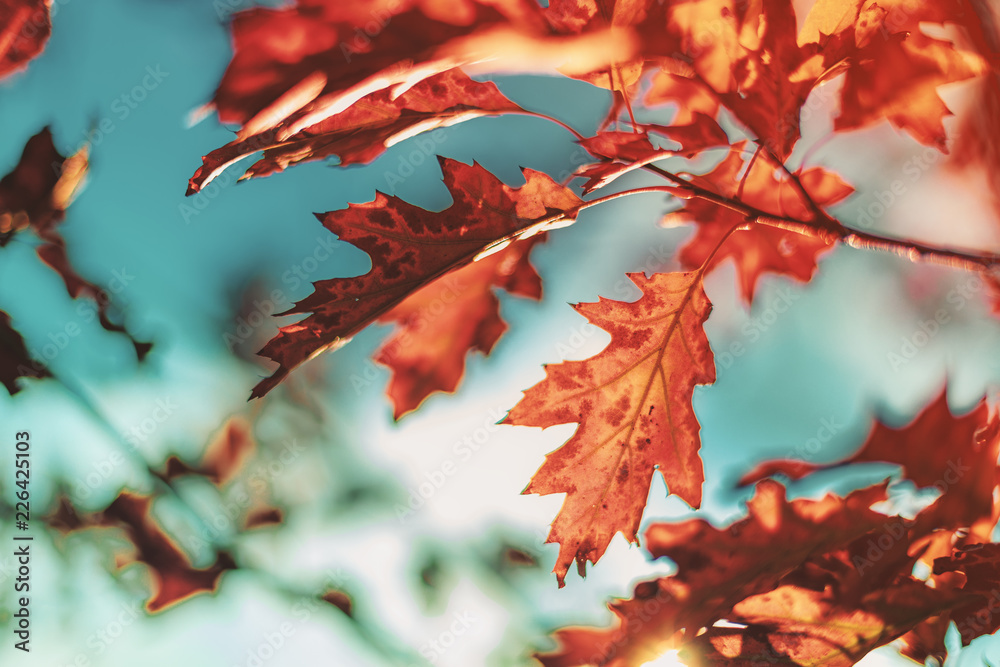 Indian Summer - Blätter einer Roteiche im Herbst Indian Summer - Blätter einer Roteiche im Herbst