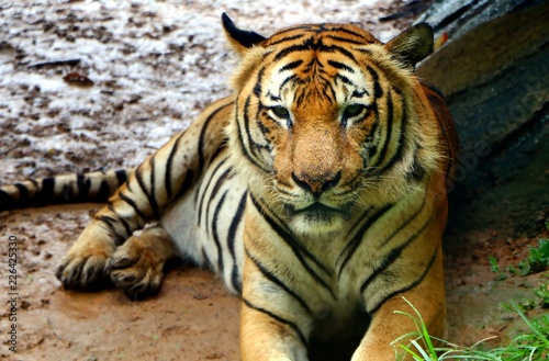 Tiger  Panthera tigris  intensely looking towards the camera in a hunting position.