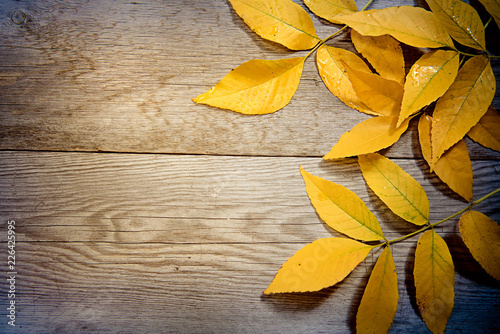 autumn leaves on wooden background with copy space