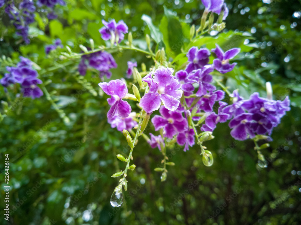 purple flowers on a green background