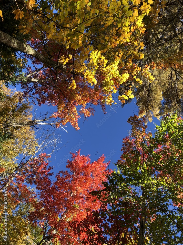 Looking up at maple trees with fall color in New England Looking up at maple trees with fall color in New England