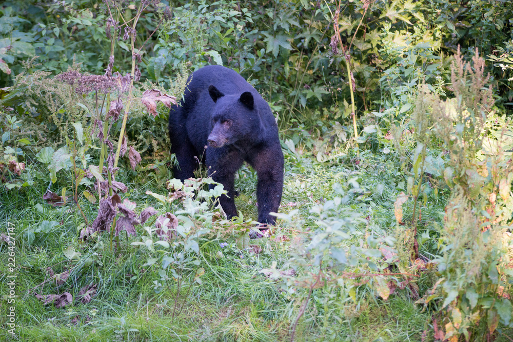 Naklejka premium Coastal black bear