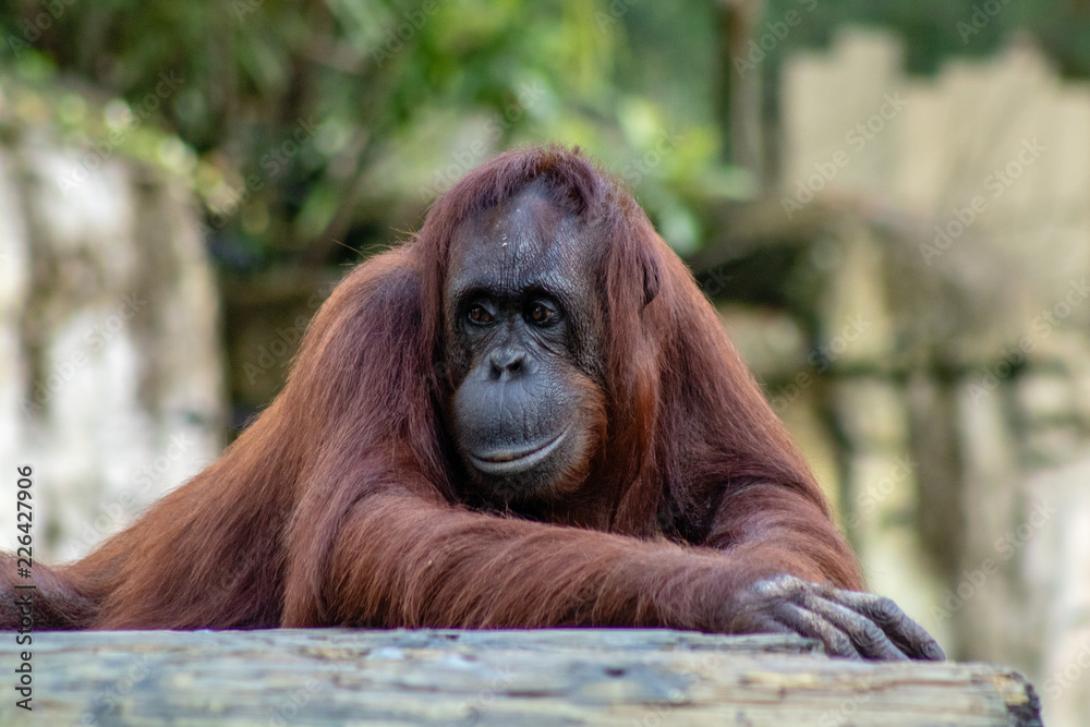Female bornean orangtun