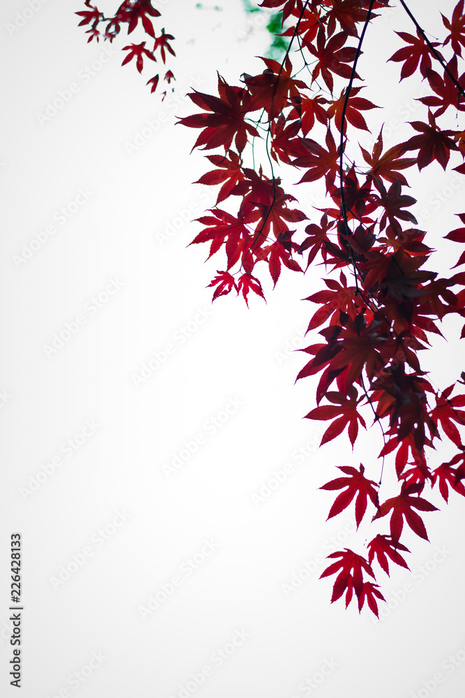 abstract floral background with leaves abstract floral background with leaves