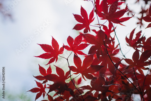 autumn leaves on black background © ZENG
