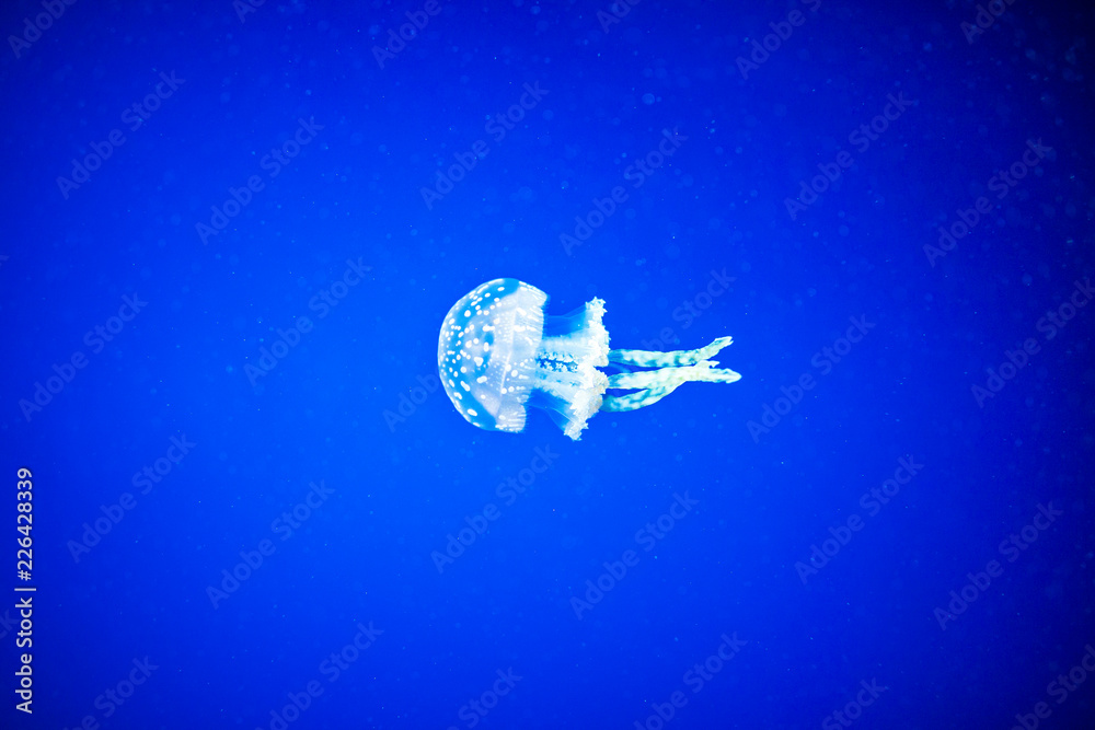 jellyfish in the water jellyfish in the water