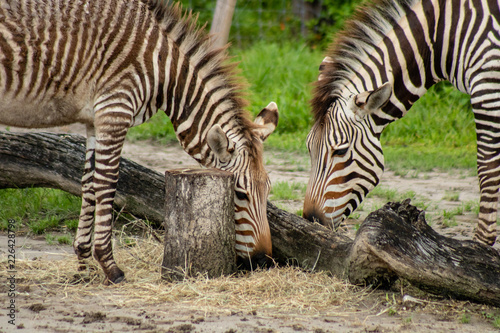 Hartmann's mountain zebra photo