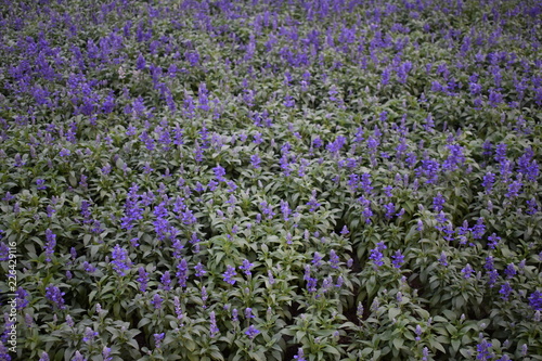 field of purple fowers