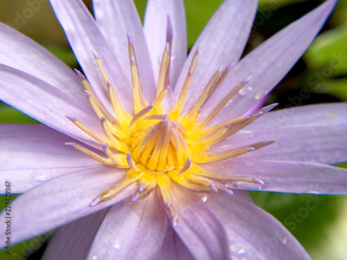 Beautiful violet or purple lotus flower with water droplets on the petals is complimented by the rich colors of the deep blue water surface in pond.  Extreme shallow depth of field.
