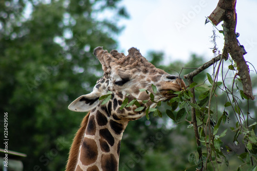 Photography portrait of a giraffe
