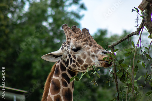 portrait of a giraffe