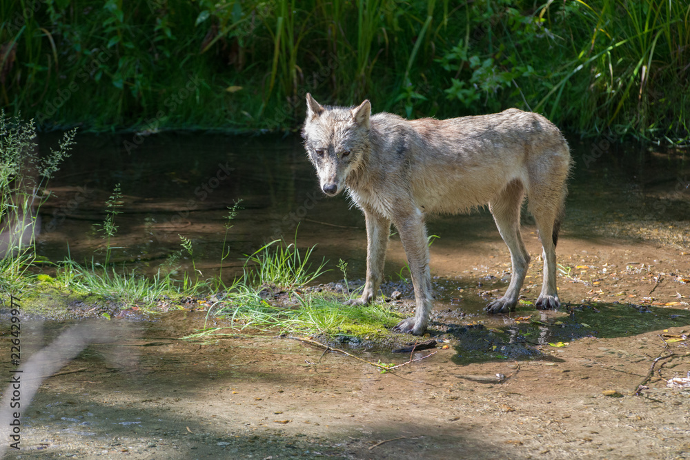 Fototapeta premium Coastal grey wolf