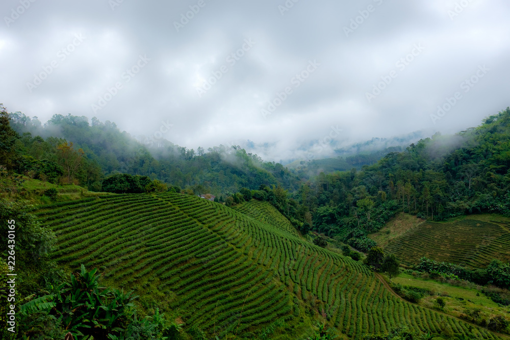 Tea plantation at Doi Mae Salong, Chiang Rai, Thailand.