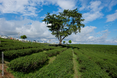 Tea plantation at Singha park, Chiang Rai, Thailand.