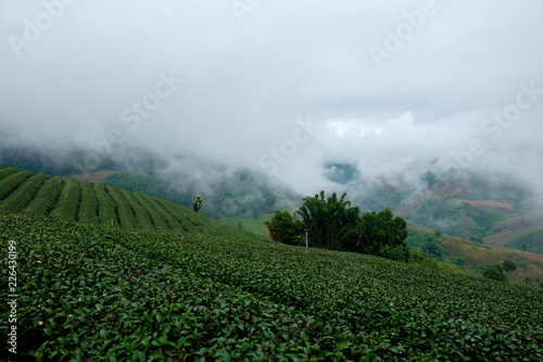 Tea plantation at Doi Mae Salong, Chiang Rai, Thailand.
