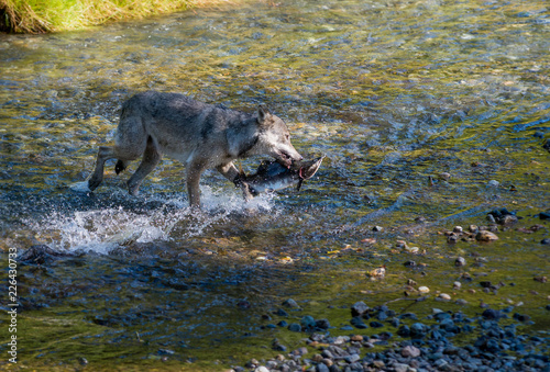 Coastal grey wolf