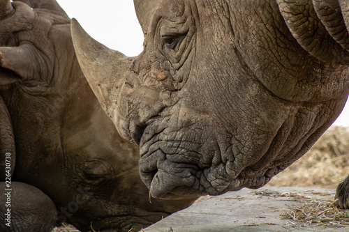 Southern white rhino