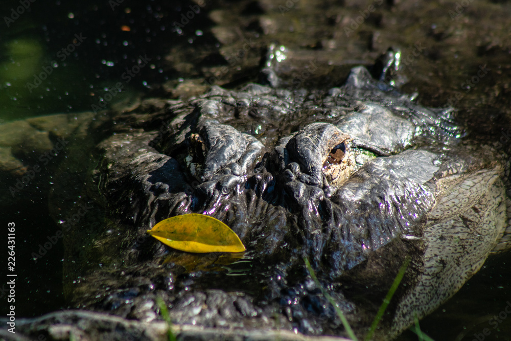 Fototapeta premium American alligator