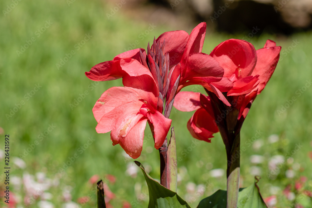 Bright red flowers Bright red flowers