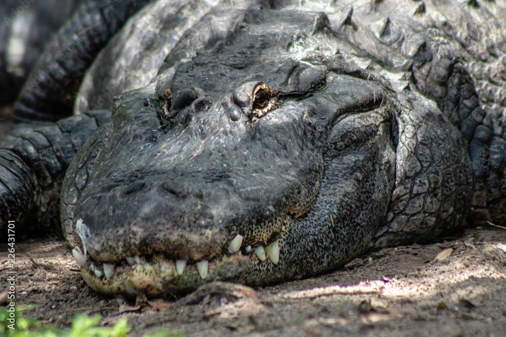 Obraz premium American alligator