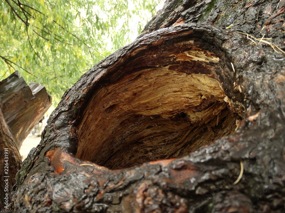 Hollow in the old willow Hollow in the old willow