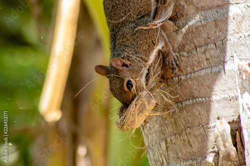 Small brown squirrel