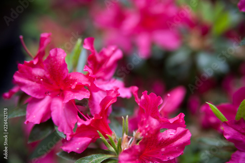 Rhododendronblüte pink