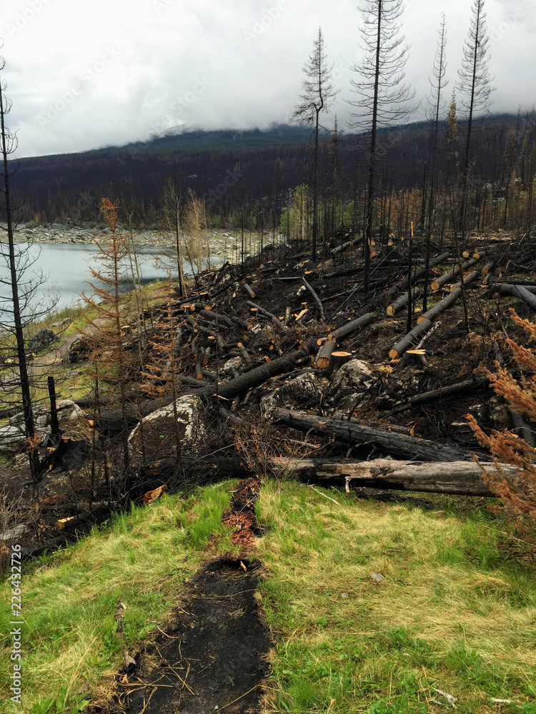 Jasper, Alberta, Canada Peru - August 15th, 2015.  A view of the forest fire damage that has devastated British Columbia and Alberta while driving through Jasper National Park