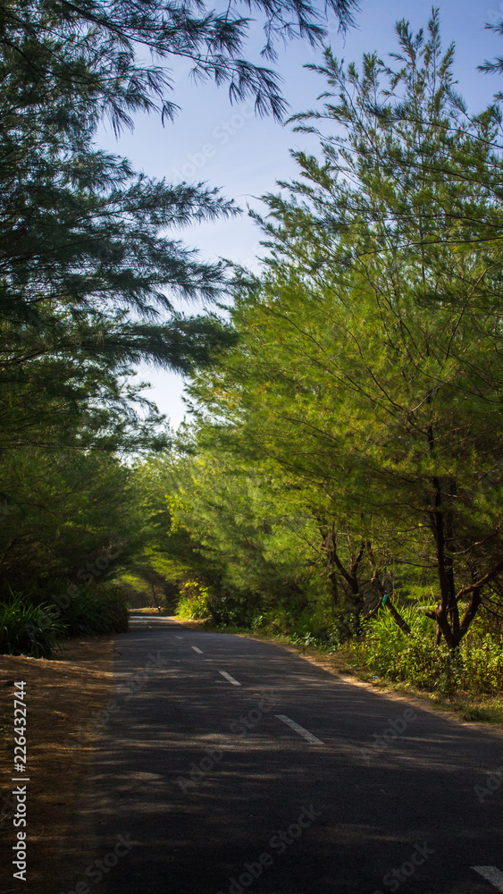 Fototapeta premium On The Way Home