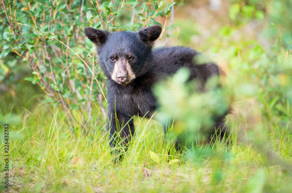 Fototapeta premium Black bears