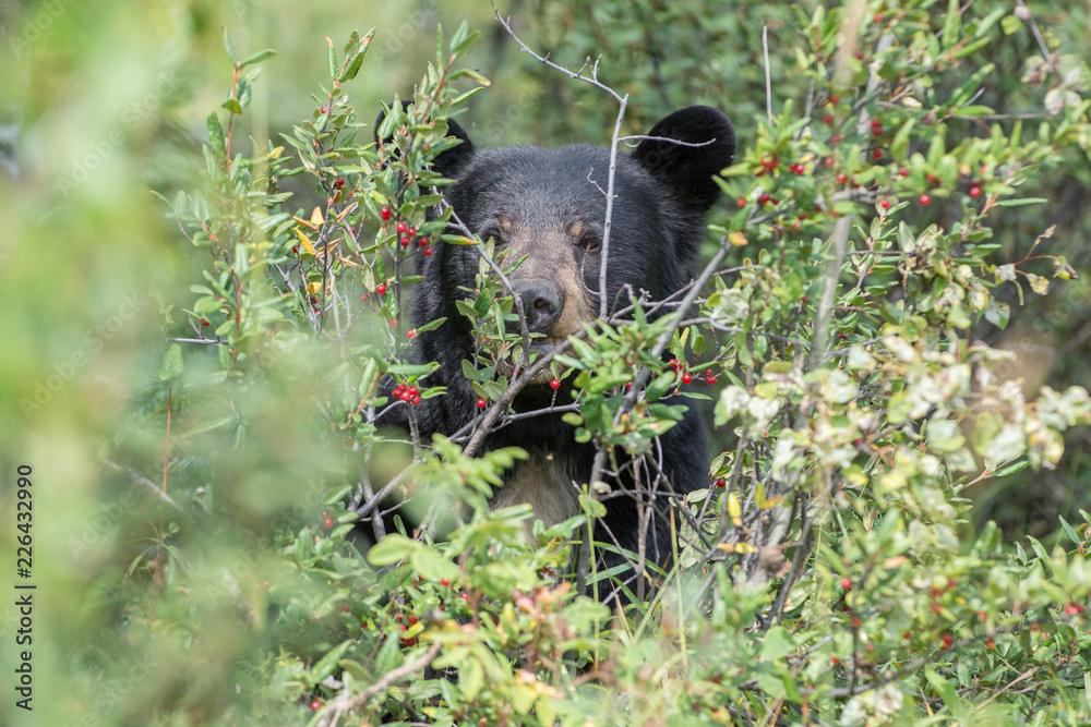 Naklejka premium Black bears