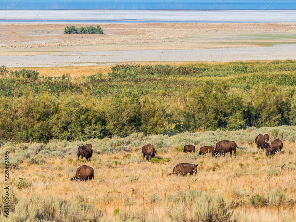 Bison in Antelope Island State Park Bison in Antelope Island State Park