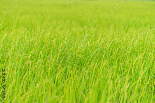 Abstract blur green rice field natural background.
