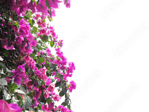 Fototapeta Naklejka Na Ścianę i Meble -  Pink Bougainvillea flower isolated